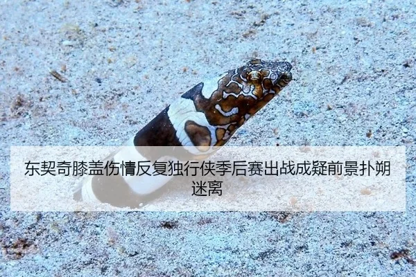东契奇膝盖伤情反复独行侠季后赛出战成疑前景扑朔迷离